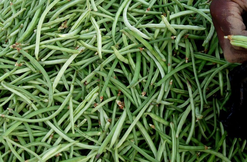  Disponibilité des produits saisonniers sur les marchés : Le haricot vert abonde les marchés de la capitale Niamey.