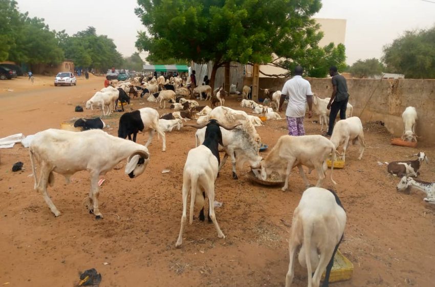  Préparatifs de la fête de tabaski : Le marché des moutons bat son plein à Niamey.